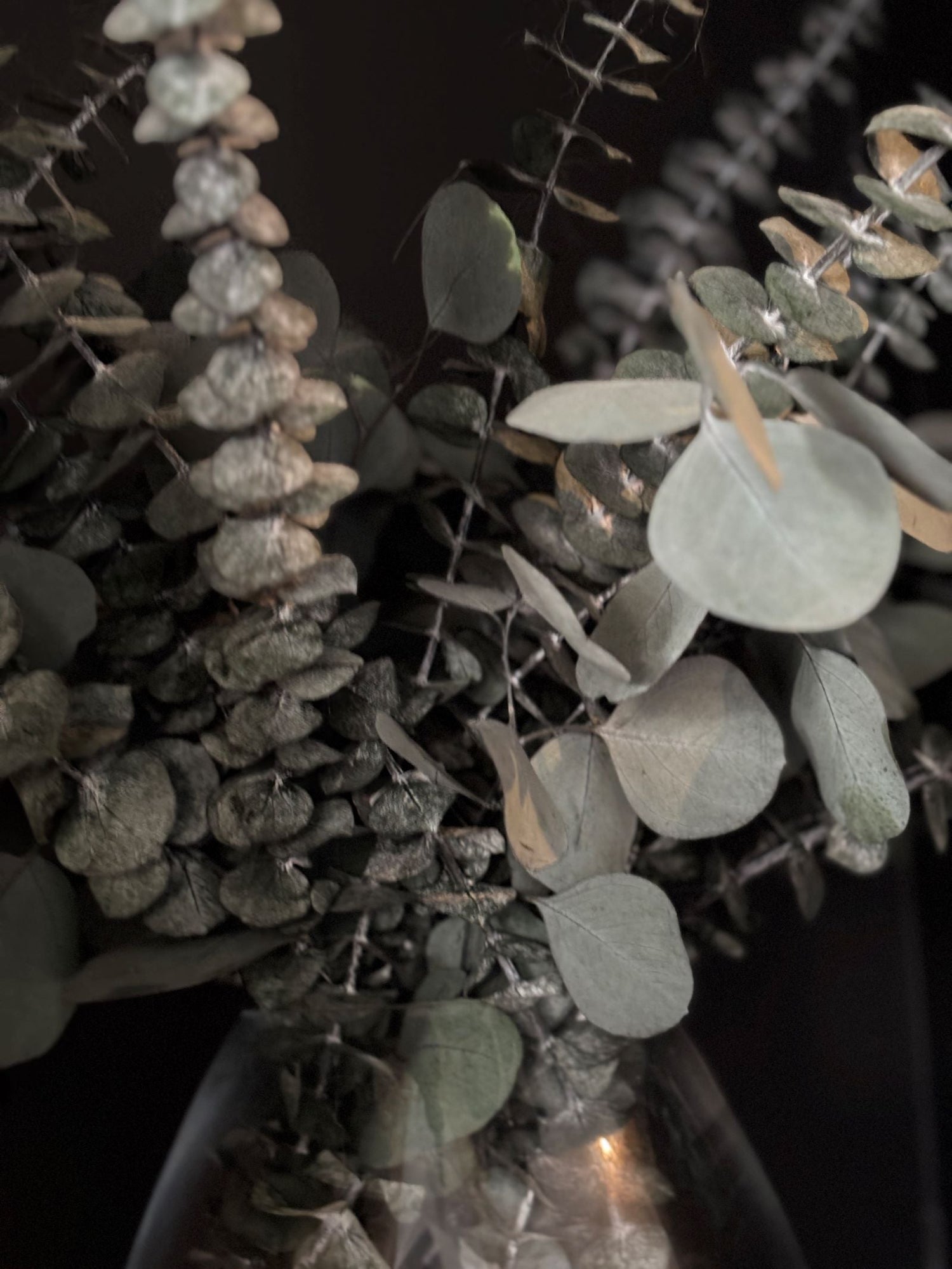Fresh Preserved Eucalyptus