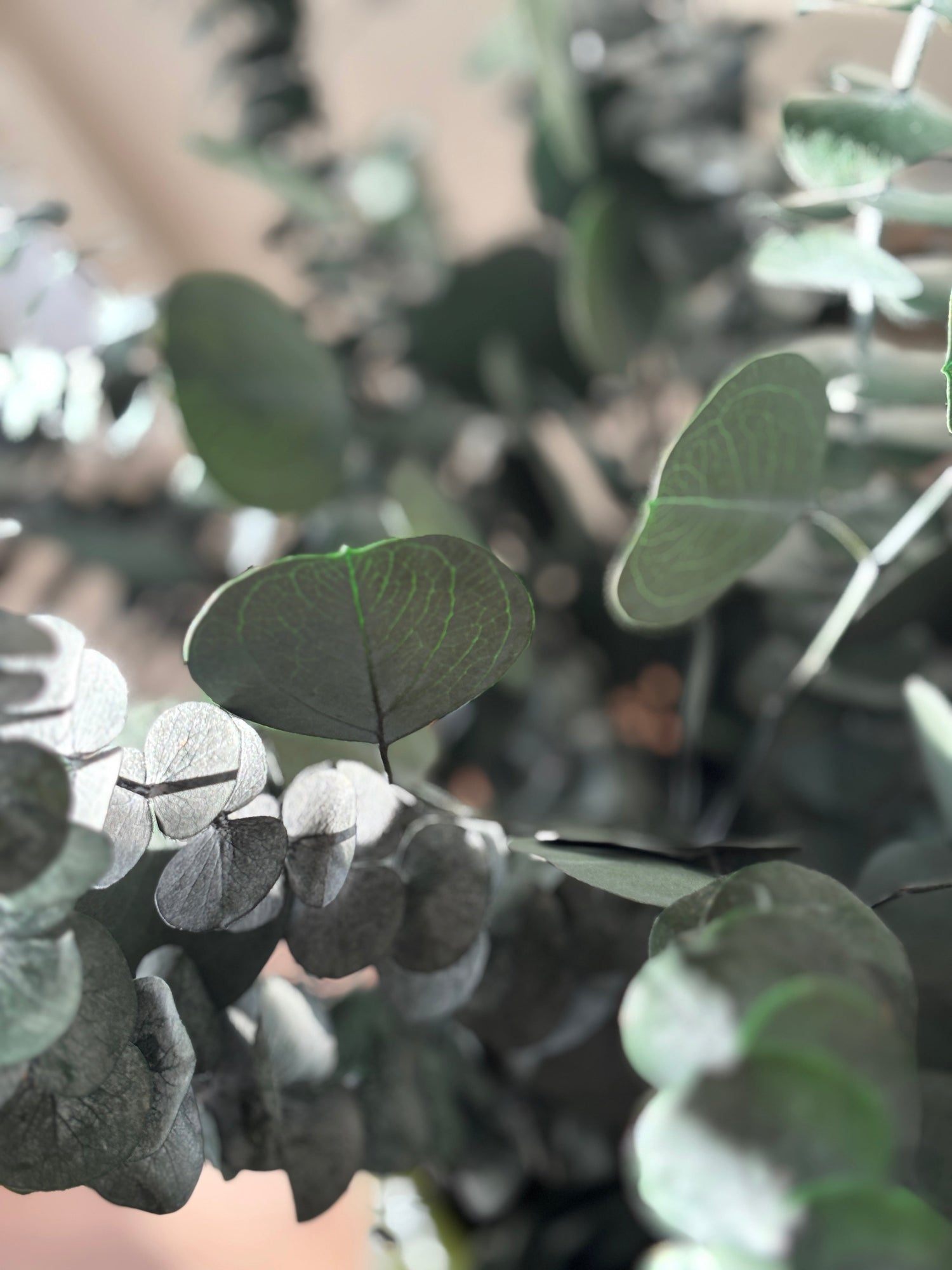 Save 30% on Eucalyptus Bundles