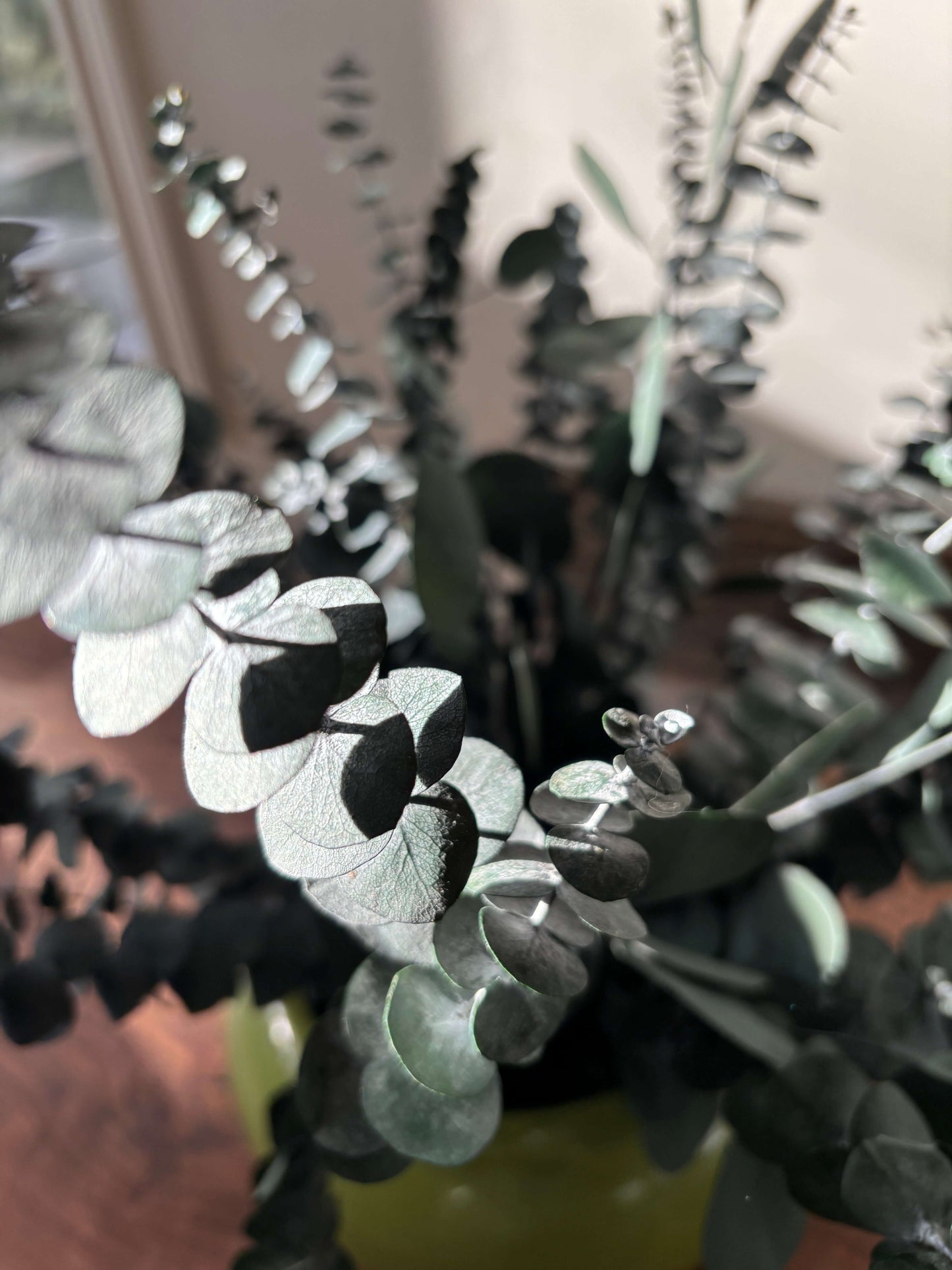 Get our two varieties with our Eucalyptus Bundle