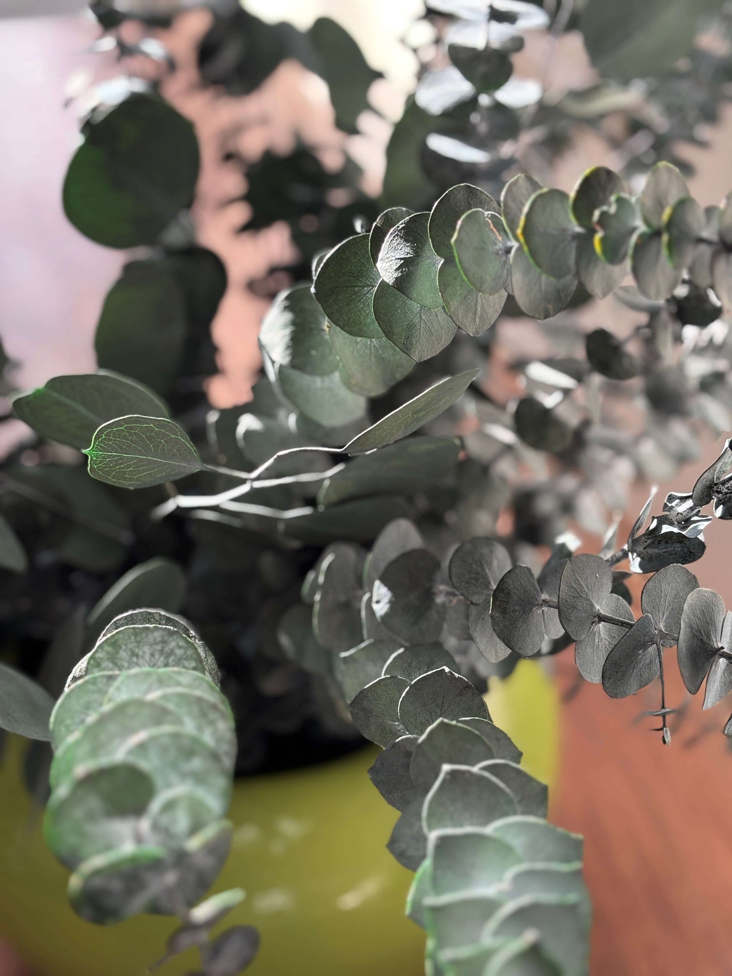 Get our two varieties with our Eucalyptus Bundle