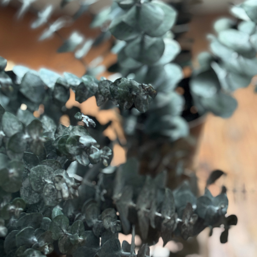 Fresh Preserved Eucalyptus