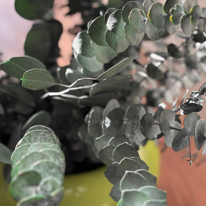 Eucalyptus frais préservé