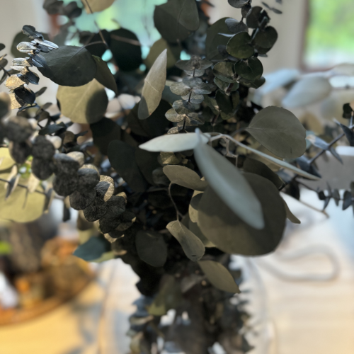 Fresh Preserved Eucalyptus