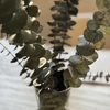 Fresh Preserved Silver Eucalyptus