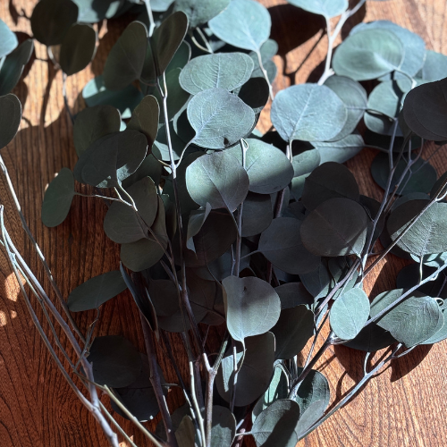 Fresh Preserved Silver Eucalyptus