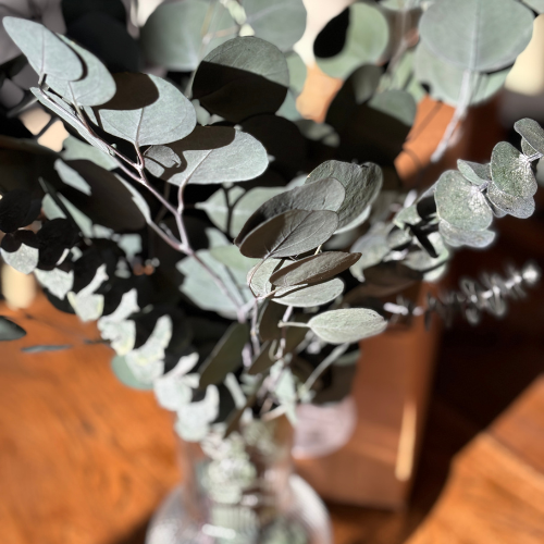 Fresh Preserved Silver Eucalyptus