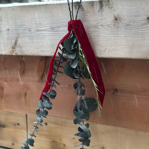 Fresh Preserved Silver Eucalyptus