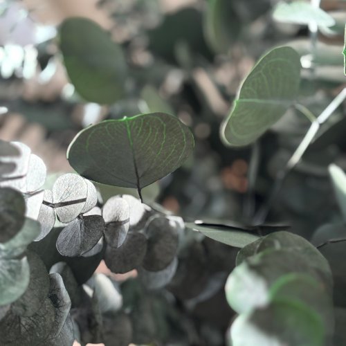 Fresh Preserved Eucalyptus