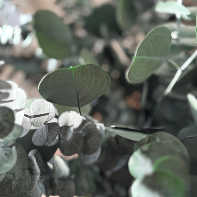 Eucalyptus frais préservé