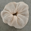 Oversized Korean Pleated Scrunchie - White